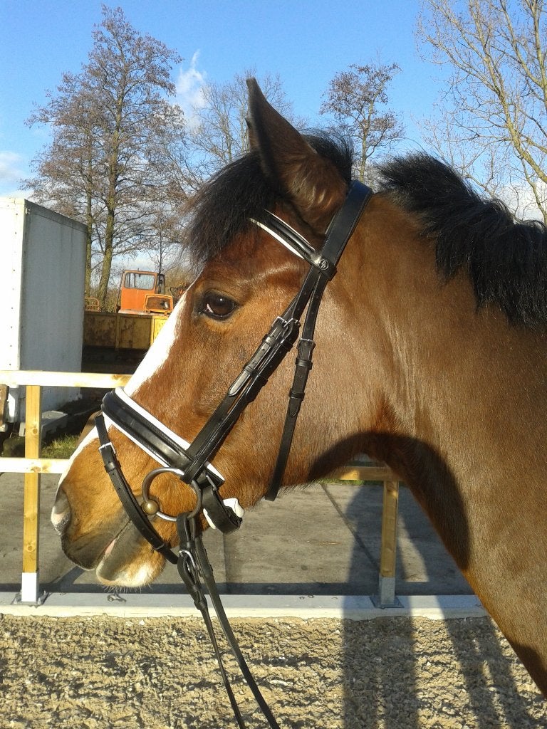 Hoofdstel, Wintec veelzijdigheid, Kent&Masters dressuur, Ophalen, Overige disciplines, Zwart, Cob