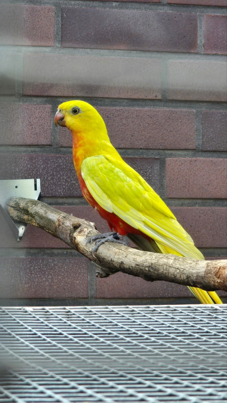 Kweekkoppel Geele Koningsparkieten geel, Dieren en Toebehoren, Meerdere dieren, Parkiet