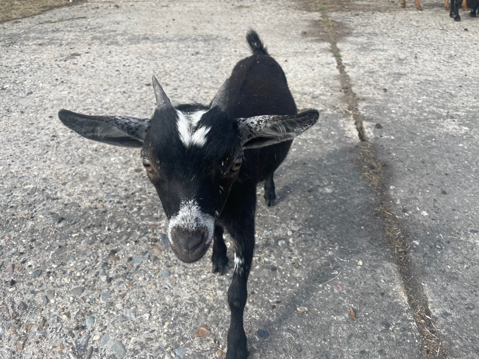 🐐 Nieuw thuis gezocht voor twee lieve dwerggeitjes 🐐, Vrouwelijk, Geit