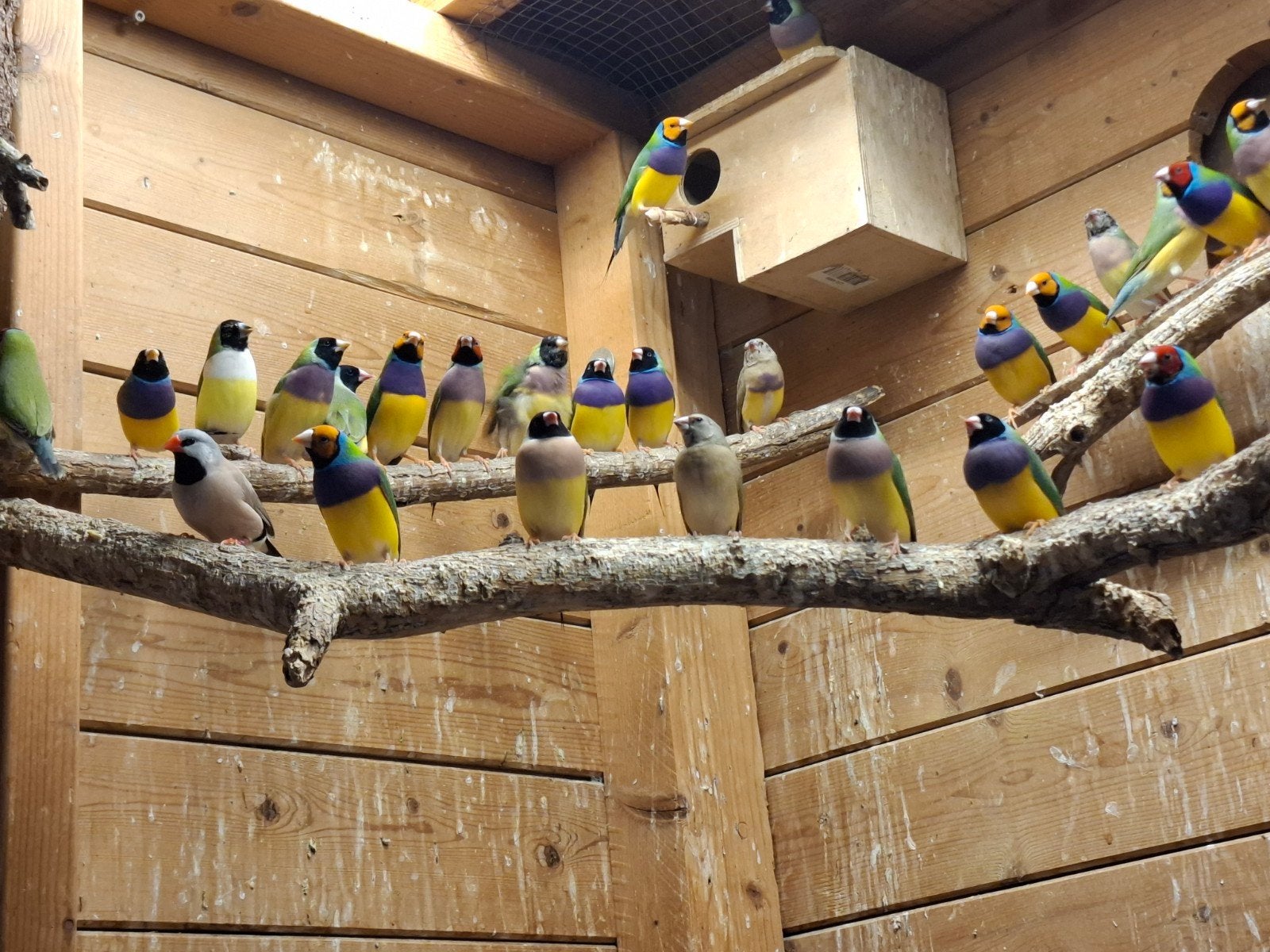 gouldamadines pb, rk,zk en ok, Meerdere dieren, Tropenvogel