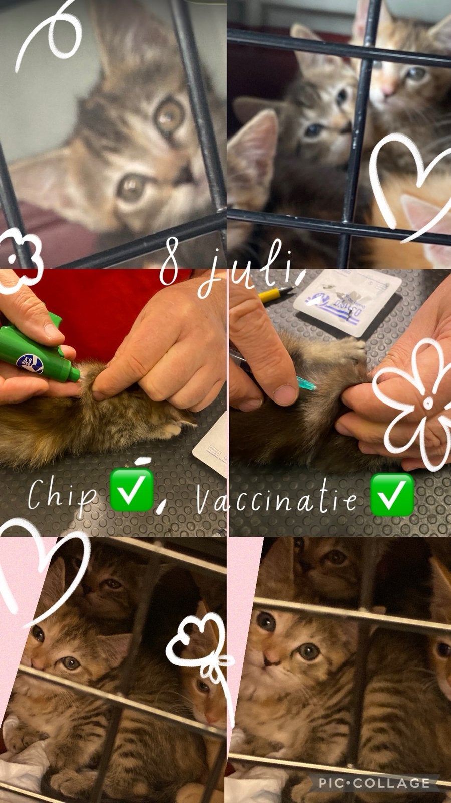Prachtige Maine Coon  X Perzische kittens, Meerdere dieren, Ontwormd