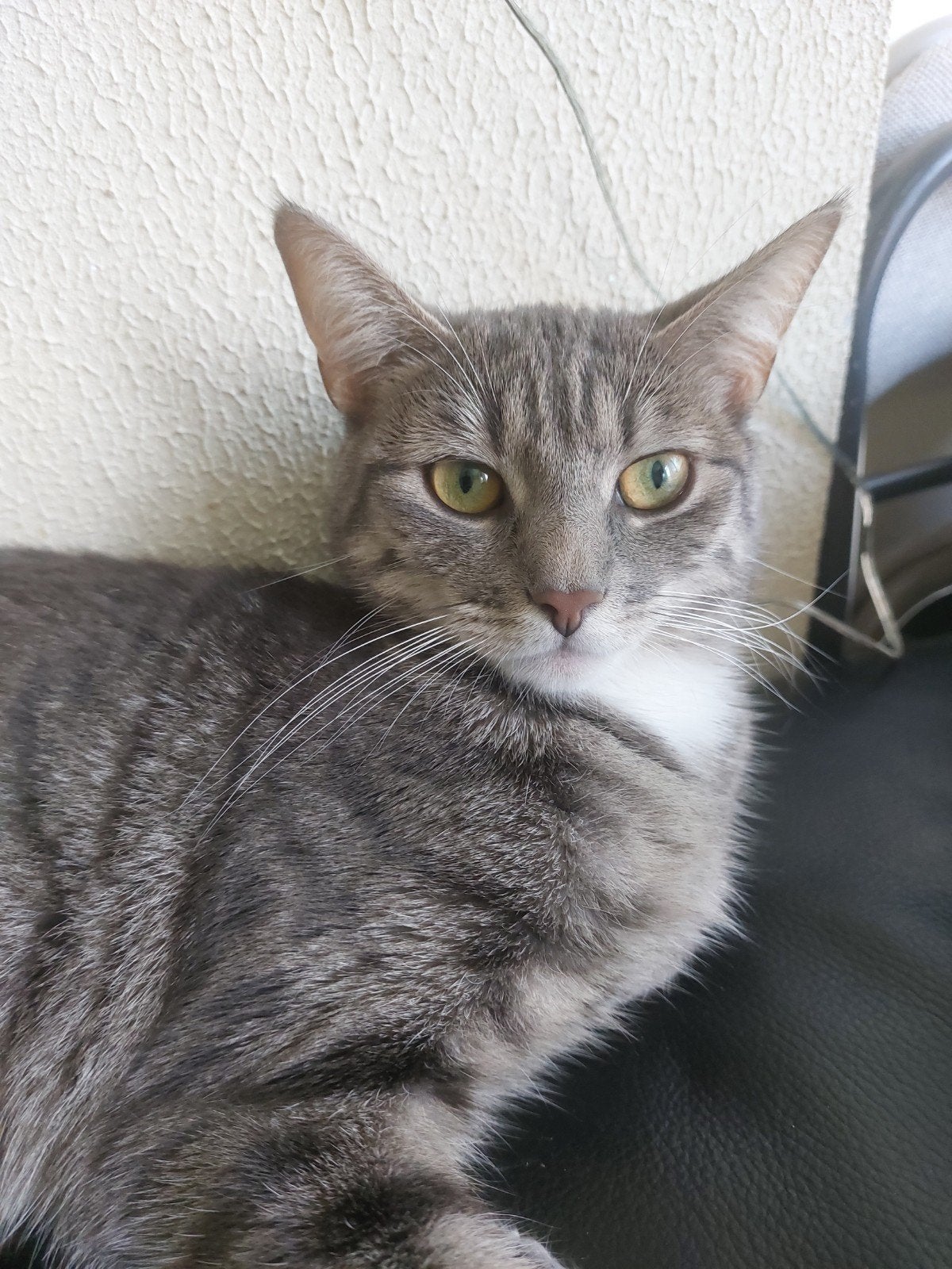 poes,van grijs kleur