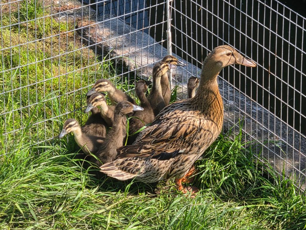 Tekoop mooie loopeend kuikens, Dieren en Toebehoren, Pluimvee, Geslacht onbekend, Eend