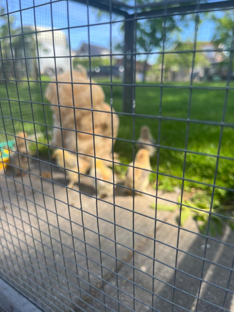 Cochin kriel kuikens 3 stuks, Dieren en Toebehoren, Pluimvee, Geslacht onbekend, Kip