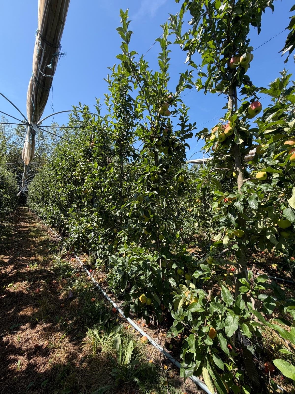 Appelbomen, Tuin en Terras, Lente, Volle zon, Ophalen of Verzenden, Appelboom