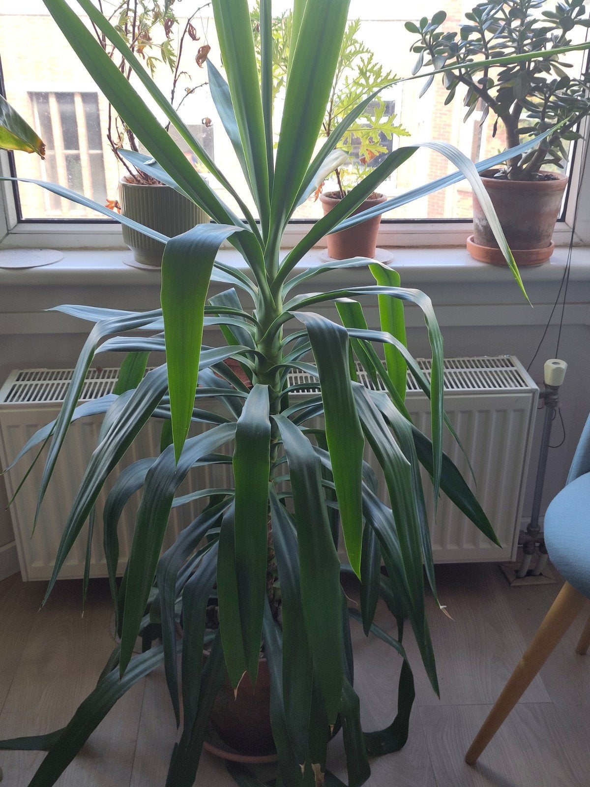 Grote Yucca kamerplant in pot, 100 tot 150 cm, Ophalen of Verzenden, In pot, Yucca