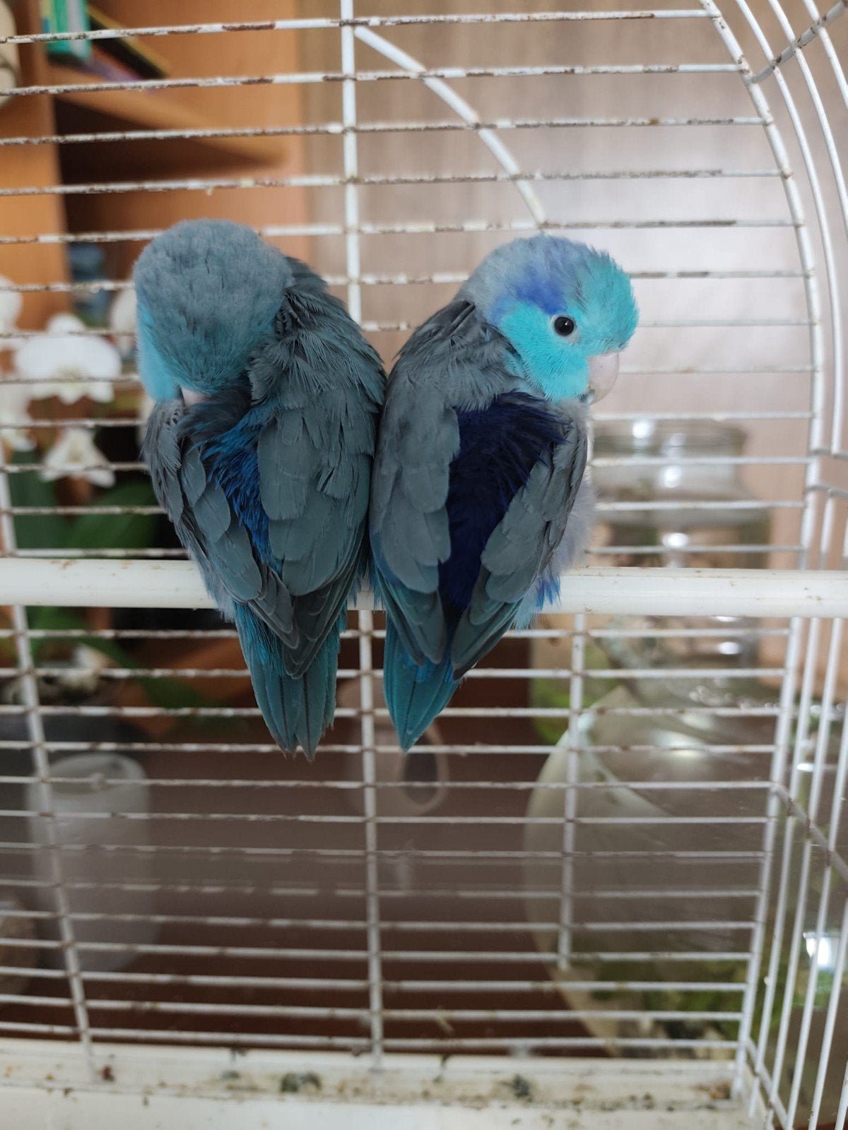 Mooi koppel Blauwe Parrotlets (Forpus coelestis)
(, Meerdere dieren