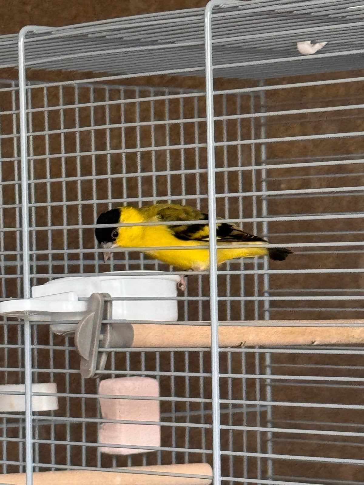 Yarrel sijs man, Dieren en Toebehoren, Mannelijk