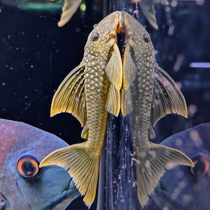 L 200a Baryancistrus demantoides, Dieren en Toebehoren, Vis