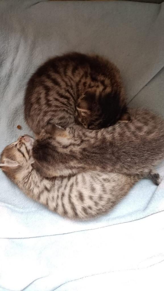 Unieke kittens te koop, Dieren en Toebehoren, Katten en Kittens | Overige Katten, Meerdere dieren, Kortharig, 0 tot 2 jaar