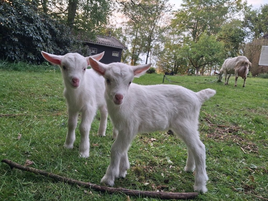 2 lieve geitjes en 2 bokjes, Meerdere dieren, Geit, 0 tot 2 jaar