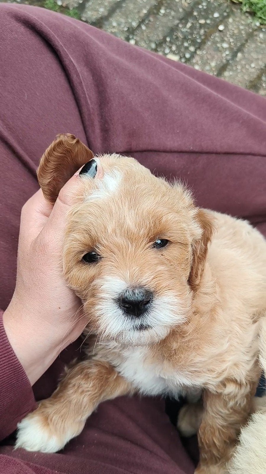 Golden Doodle Pups - Medium, 8 tot 15 weken, Parvo, Meerdere, Meerdere dieren