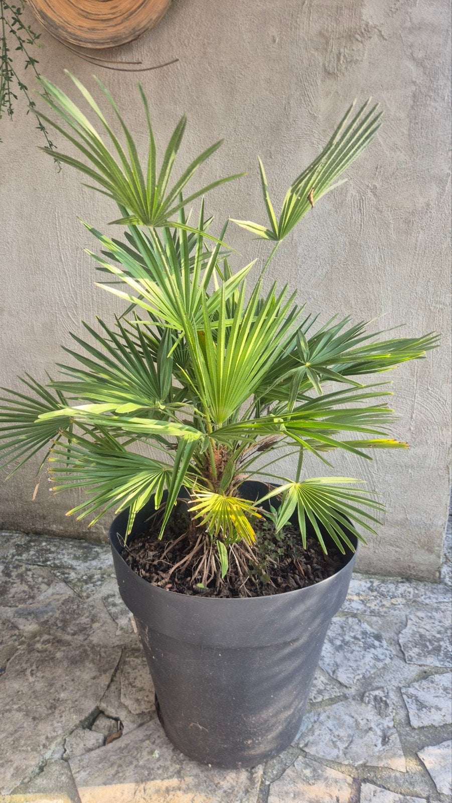 Mooie volle palmboom in pot - 110cm hoog, Volle zon, Vaste plant, Bloeit niet, Ophalen