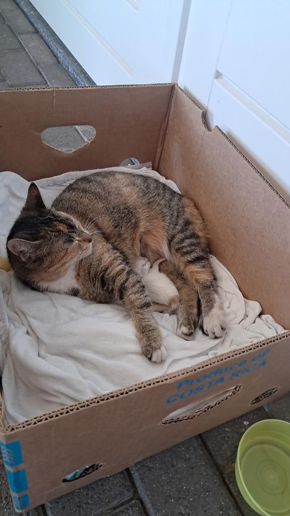 Lieve mooie kitten geboren, Dieren en Toebehoren, Poes