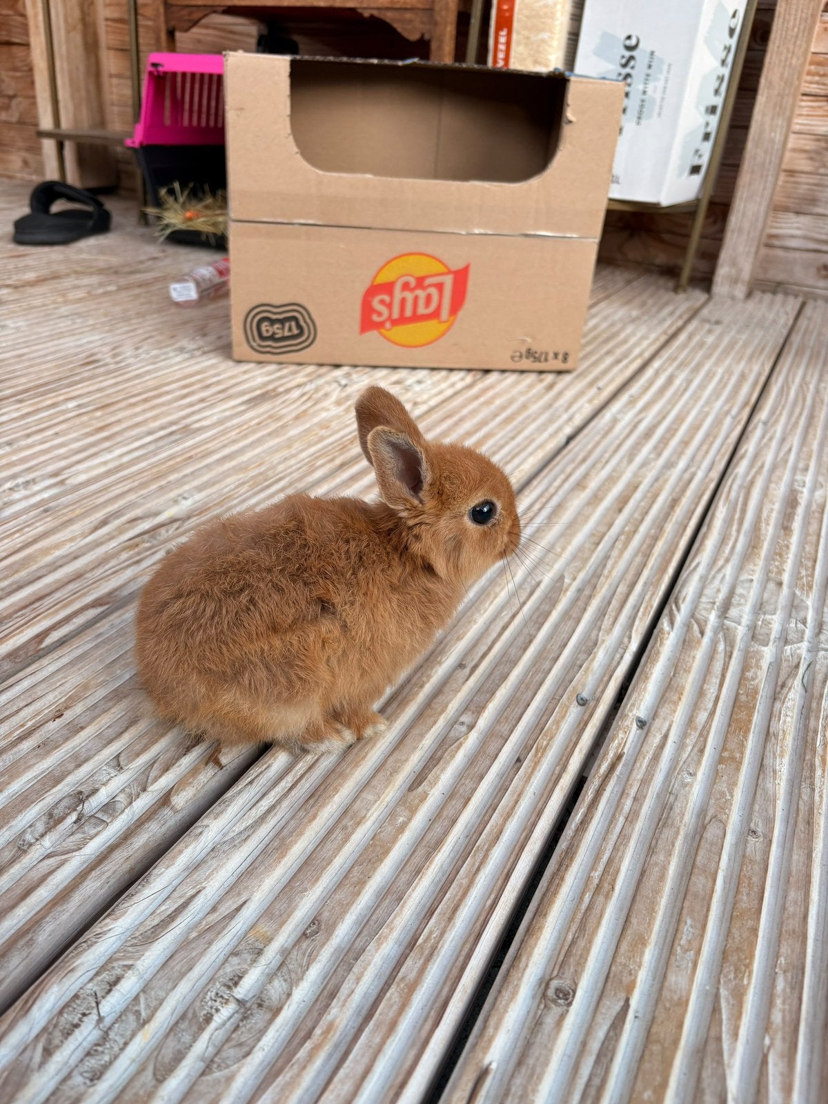 Baby konijntje voedstertje, Vrouwelijk, Dwerg, 0 tot 2 jaar