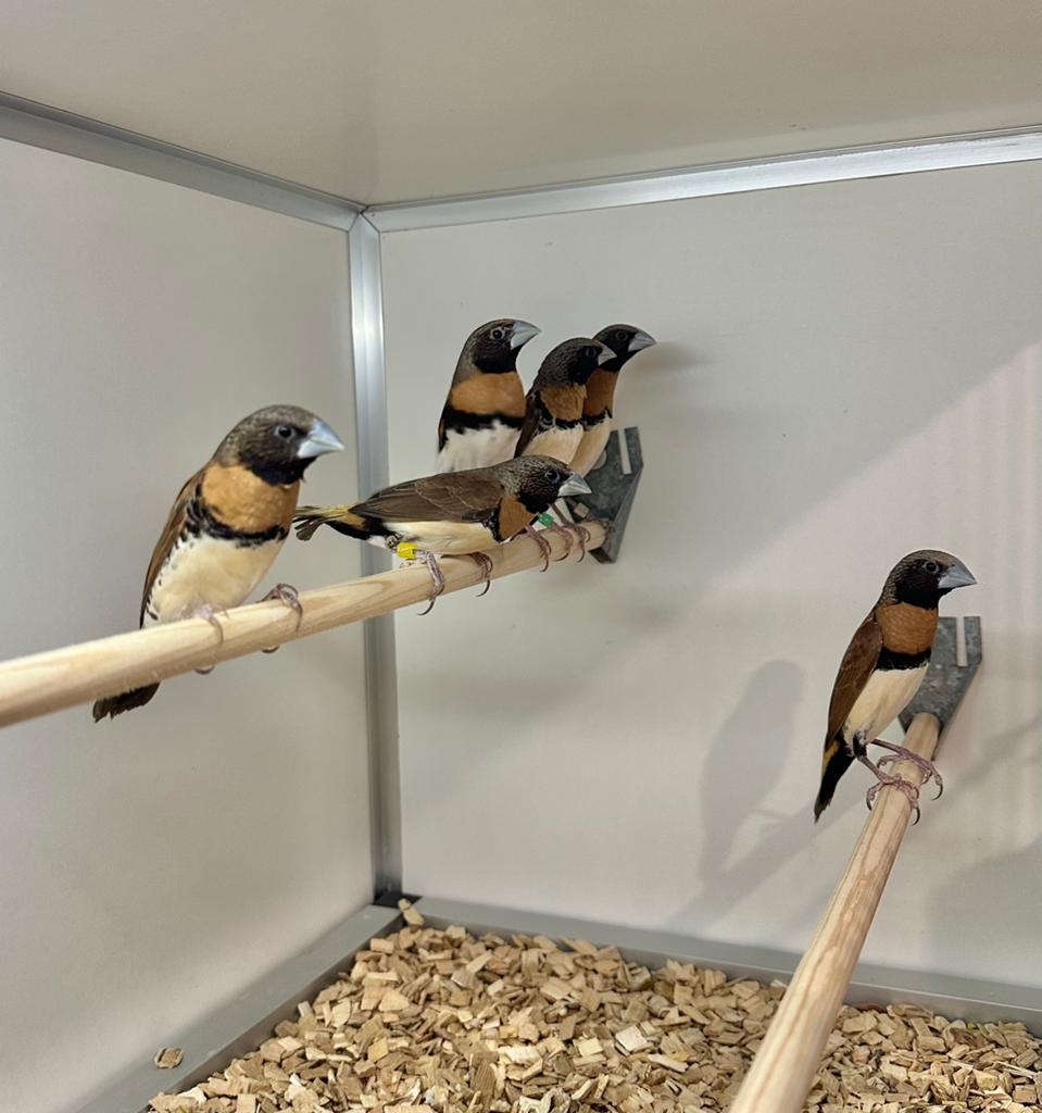 Bruinborst rietvinken, Dieren en Toebehoren, Vogels | Overige Vogels, Meerdere dieren