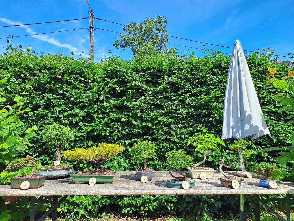 Reeks van kleine tot middelgrote bonsai te koop van 15-30€, Bloeit niet, Halfschaduw, Overige soorten, Minder dan 100 cm