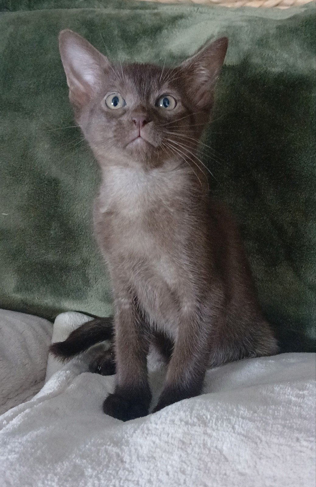 Super lief abessijn & chausie f5 katertje  mag verhuizen., 0 tot 2 jaar