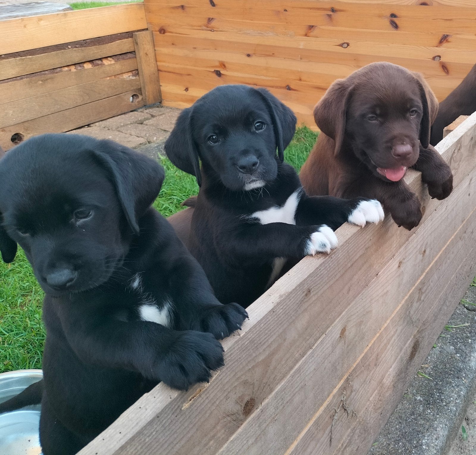Prachtige Labrador Retriever pups., Dieren en Toebehoren, Honden | Retrievers, Spaniëls en Waterhonden, 8 tot 15 weken, Labrador retriever