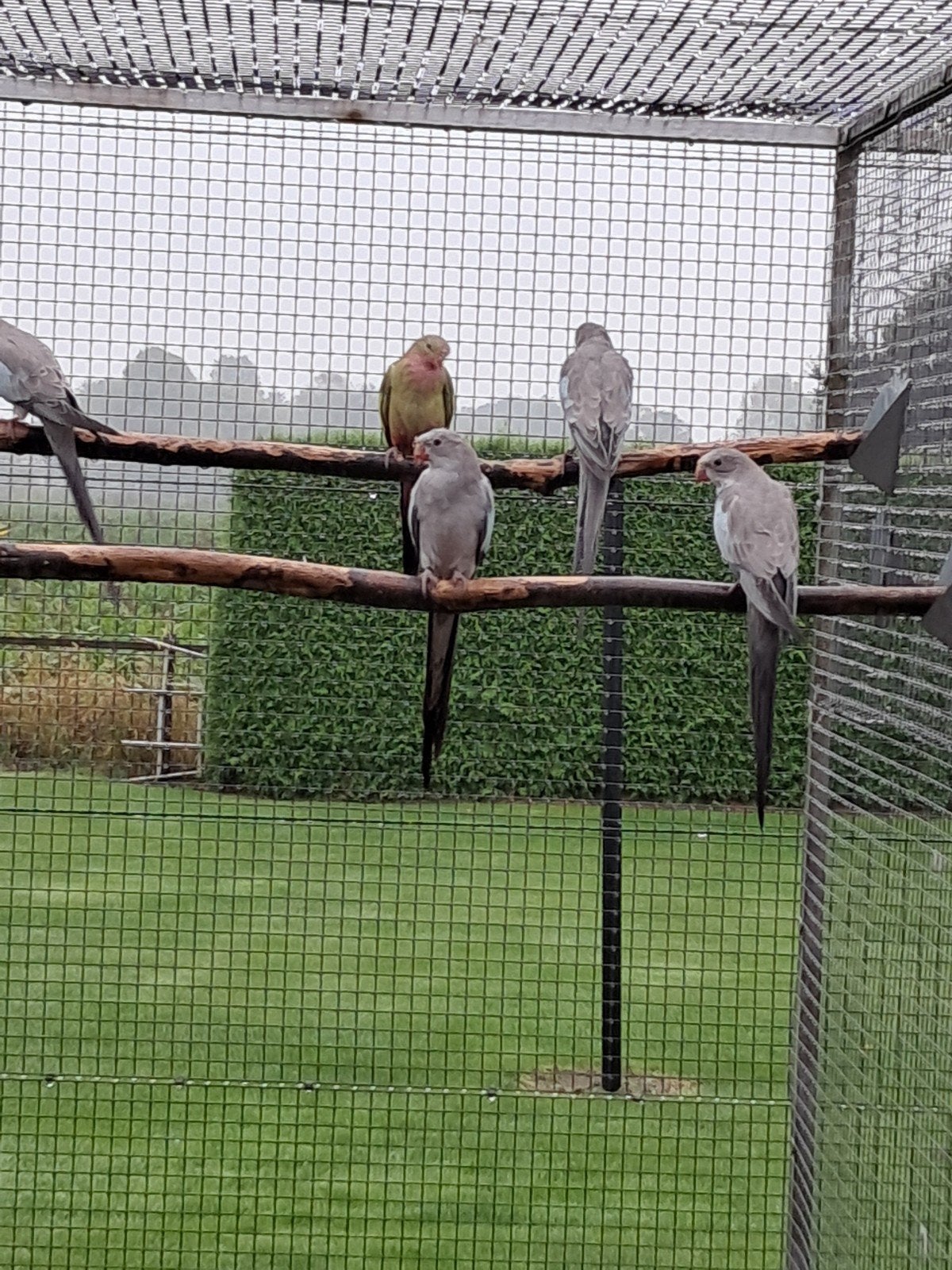 te koop princess of wales, Dieren en Toebehoren, Geslacht onbekend, Parkiet, Geringd