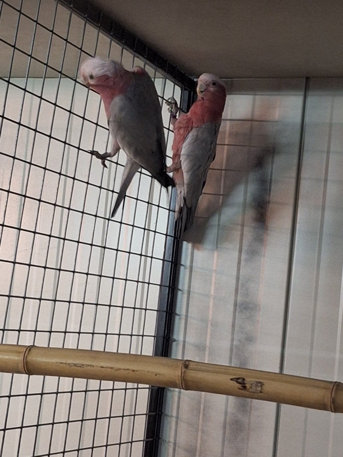 Koppels Rose kaketoes aangeboden, Dieren en Toebehoren, Vogels | Parkieten en Papegaaien, Meerdere dieren, Papegaai