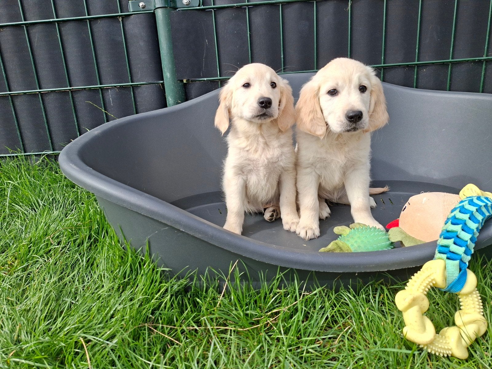Lieve goldenretriever pups, Golden retriever, Nederland, 8 tot 15 weken, Parvo