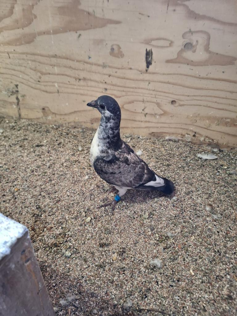 Jonge postduif  geringt en eigendom bewijzen kan nu weg, Dieren en Toebehoren, Vogels | Duiven, Geslacht onbekend, Postduif
