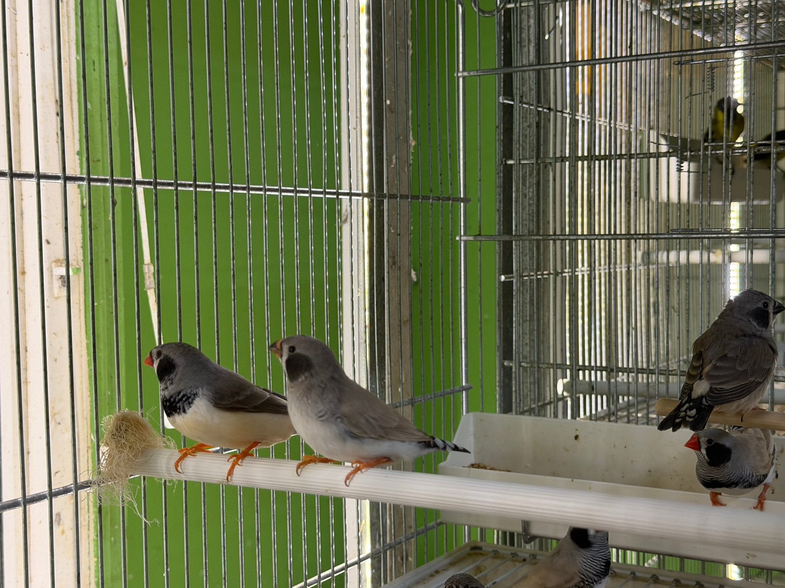 Zebravinken zwart boorst, Dieren en Toebehoren, Vogels | Overige Vogels, Meerdere dieren, Tropenvogel