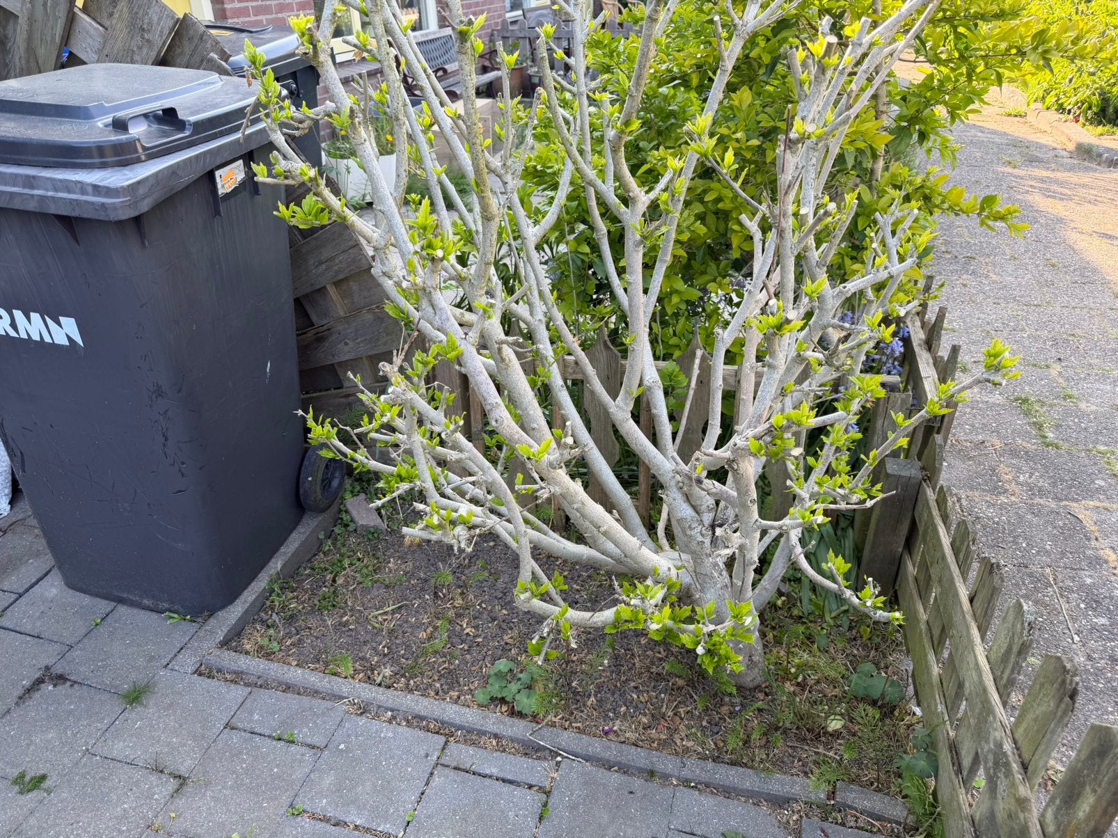 Tuin planten, Ophalen, Overige soorten, Halfschaduw