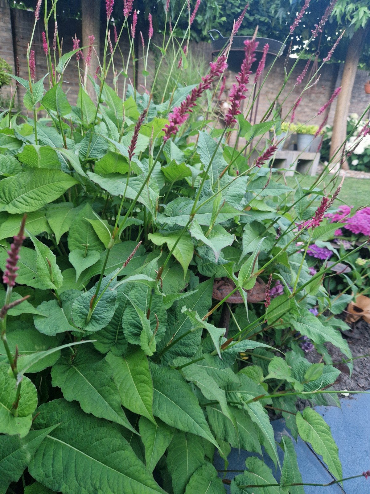 2 Mooie stekken persicaria, staan nu nog in de aarde, Ophalen, Halfschaduw