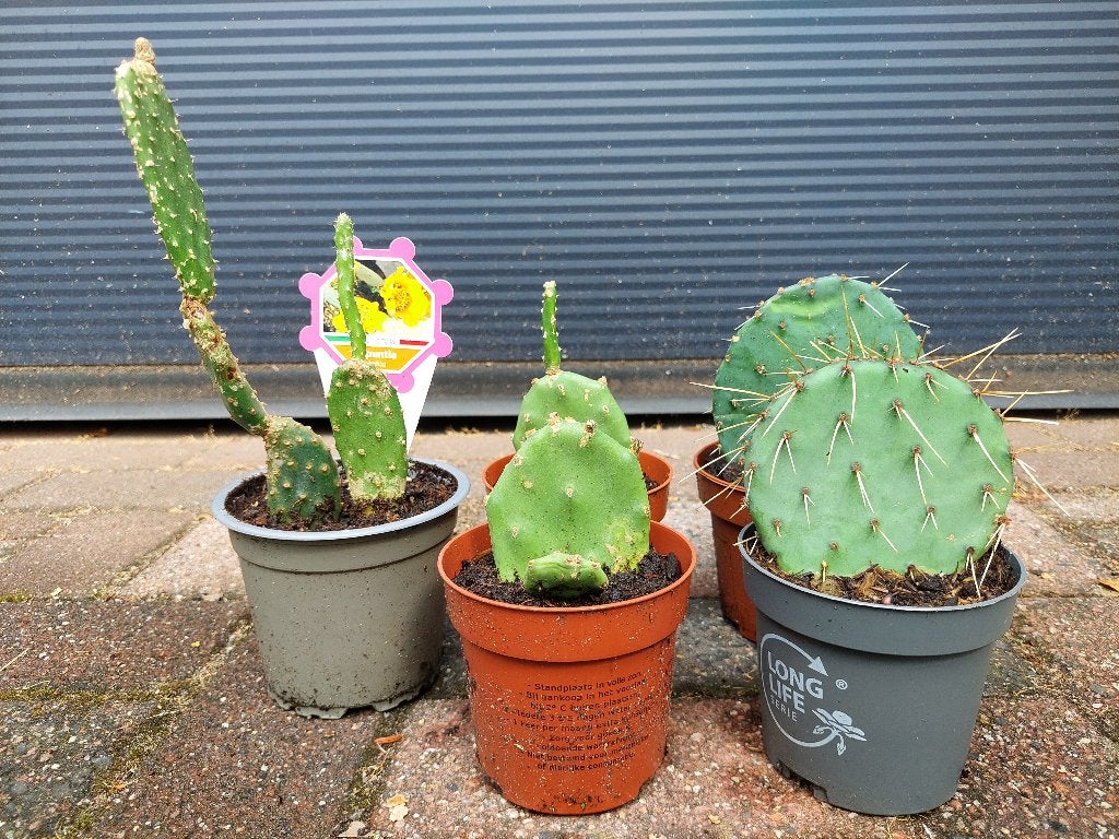 Opuntia mix - Vijgcactus/Schijfcactus verschillende soorten, Volle zon, Vaste plant, Zomer, Ophalen