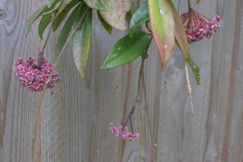 hoya  donkerroze, Ophalen, Overige soorten, Halfschaduw, In pot