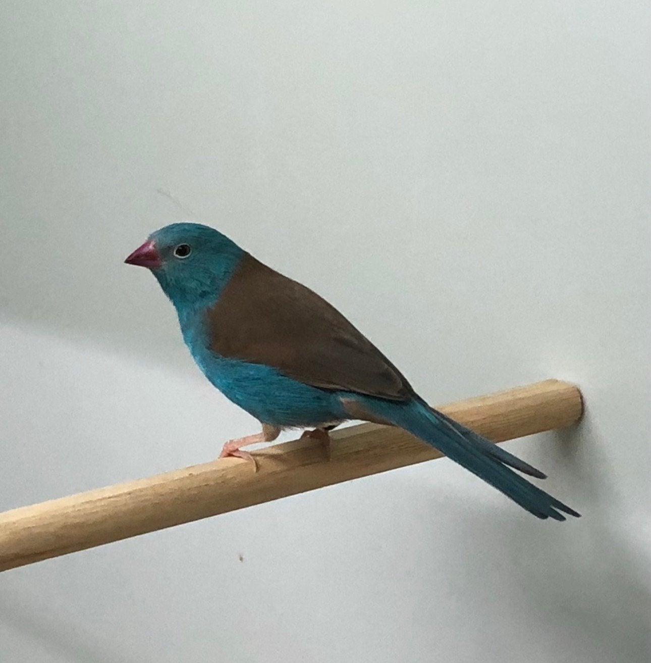 Losse man blauwkop blauwfazantje, Dieren en Toebehoren, Vogels | Overige Vogels, Mannelijk, Geringd