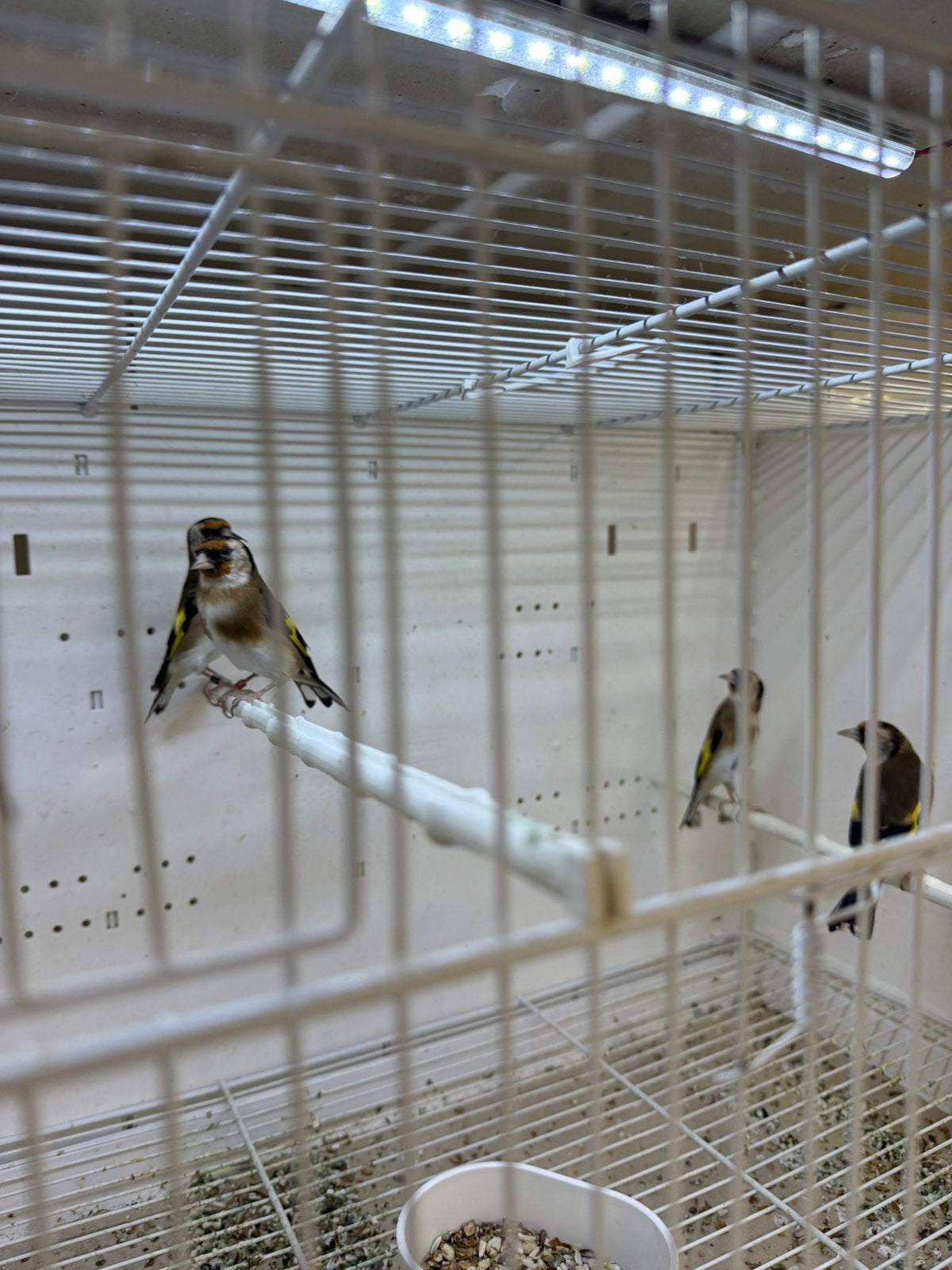Parva putters, Vrouwelijk, Wildzangvogel