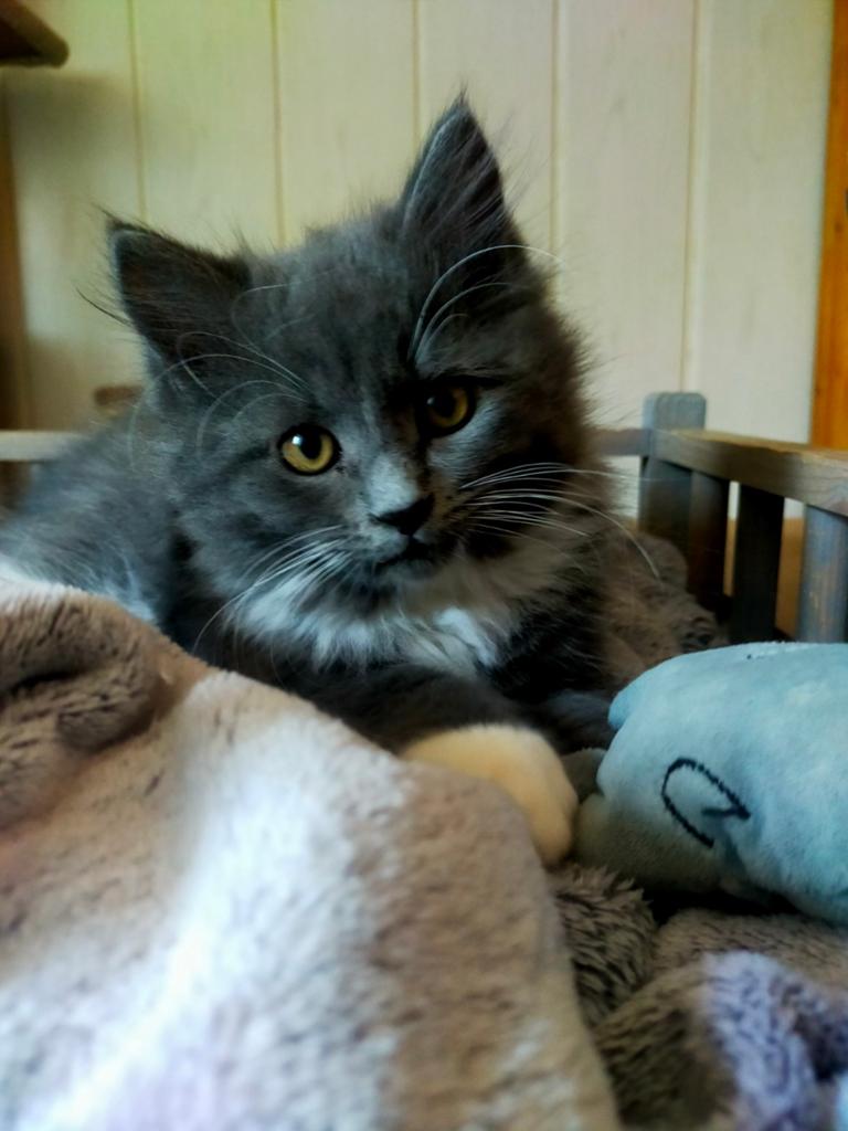 Siberische boskat kitten, katertje mag gelijk verhuizen, Meerdere dieren, Gechipt, 0 tot 2 jaar