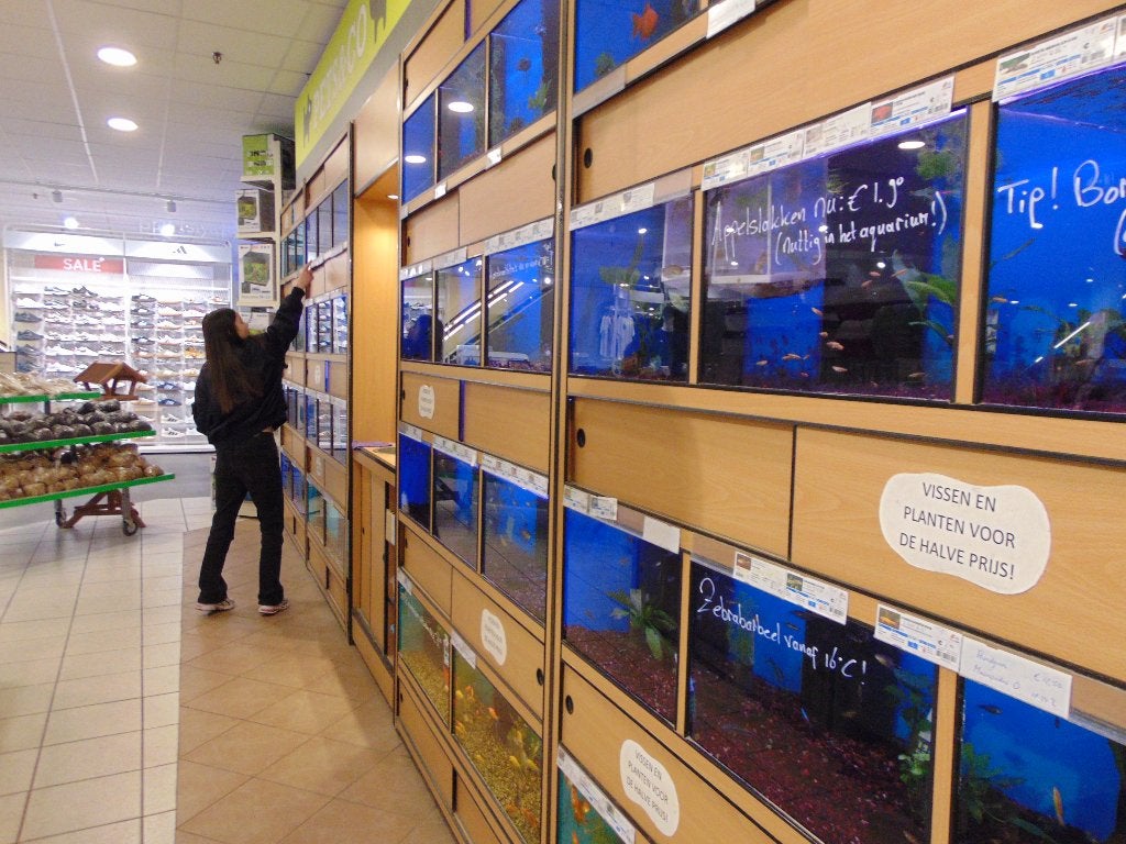 Tropische vissen gezocht., Dieren en Toebehoren, Vis, Zoetwatervis