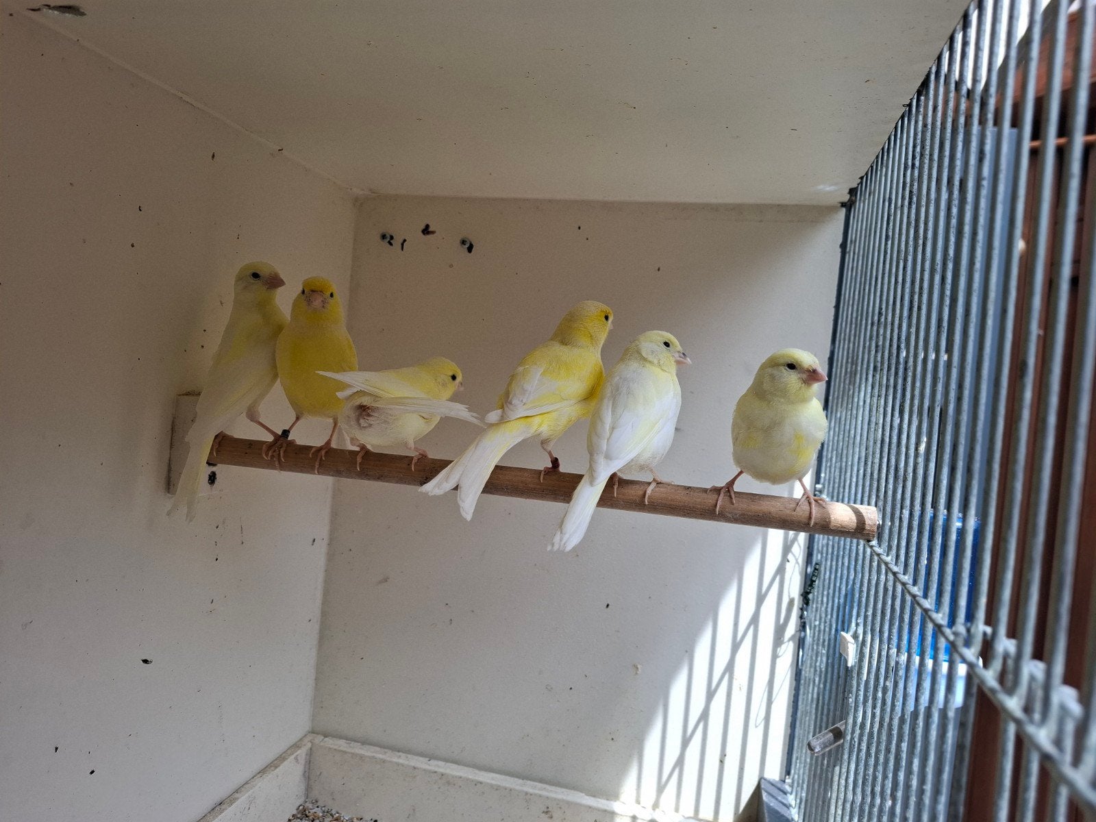 100% Waterslagers mannen & poppen, Dieren en Toebehoren, Vogels | Kanaries, Zangkanarie, Meerdere dieren