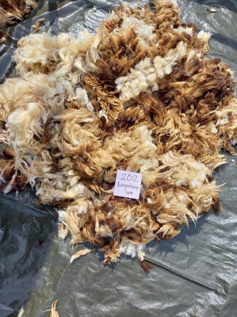 nr 262 Geschoren vacht van bergschaap lam - uniek en zacht, Ophalen of Verzenden, Nieuw