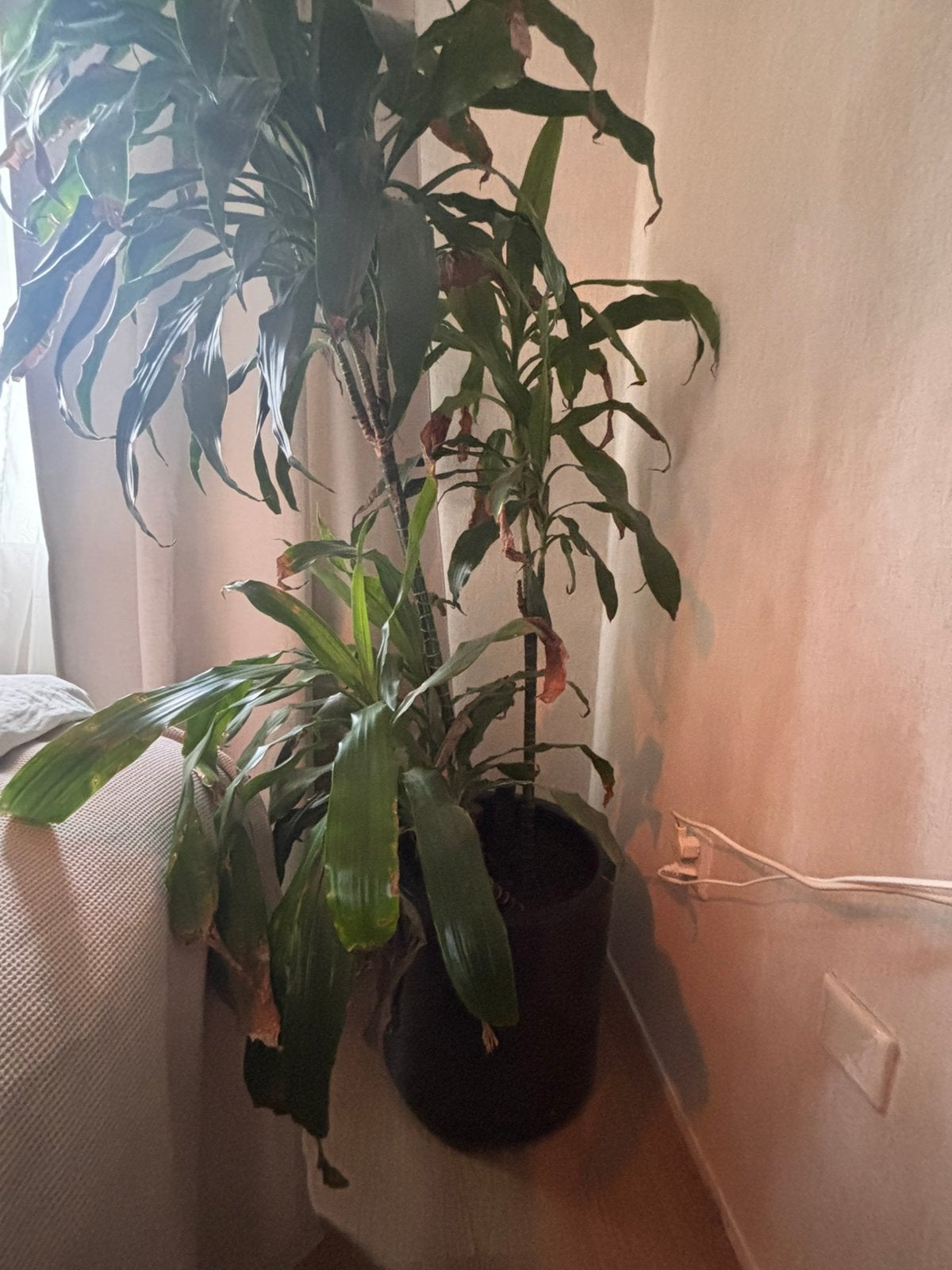 Palm Plant met ingebouwd watersysteem, Huis en Inrichting, Ophalen, Palm, Halfschaduw, In pot