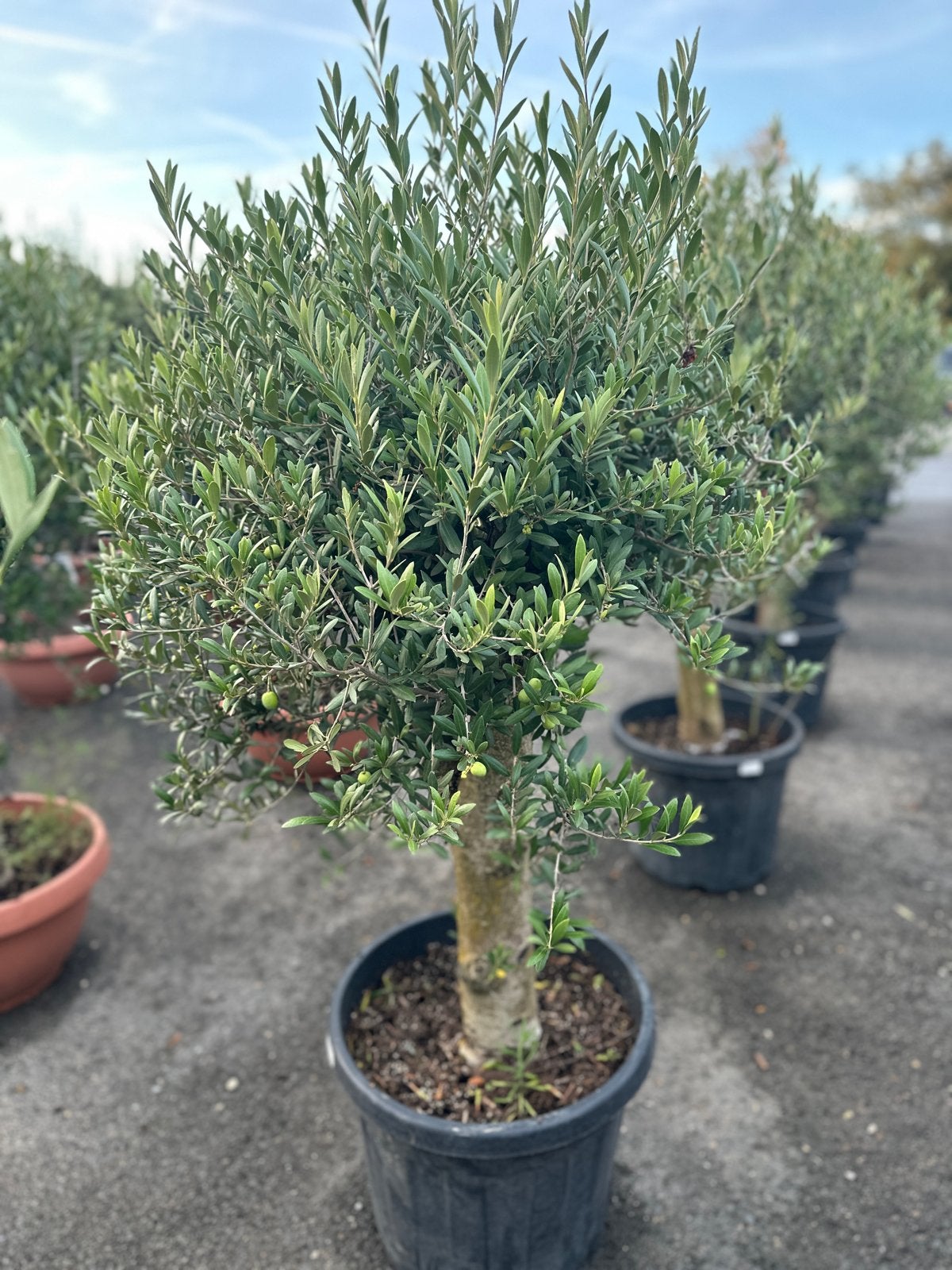 Olijfboom strakke stam en bol 45lt pot, Overige soorten, Volle zon, Vaste plant, Ophalen of Verzenden