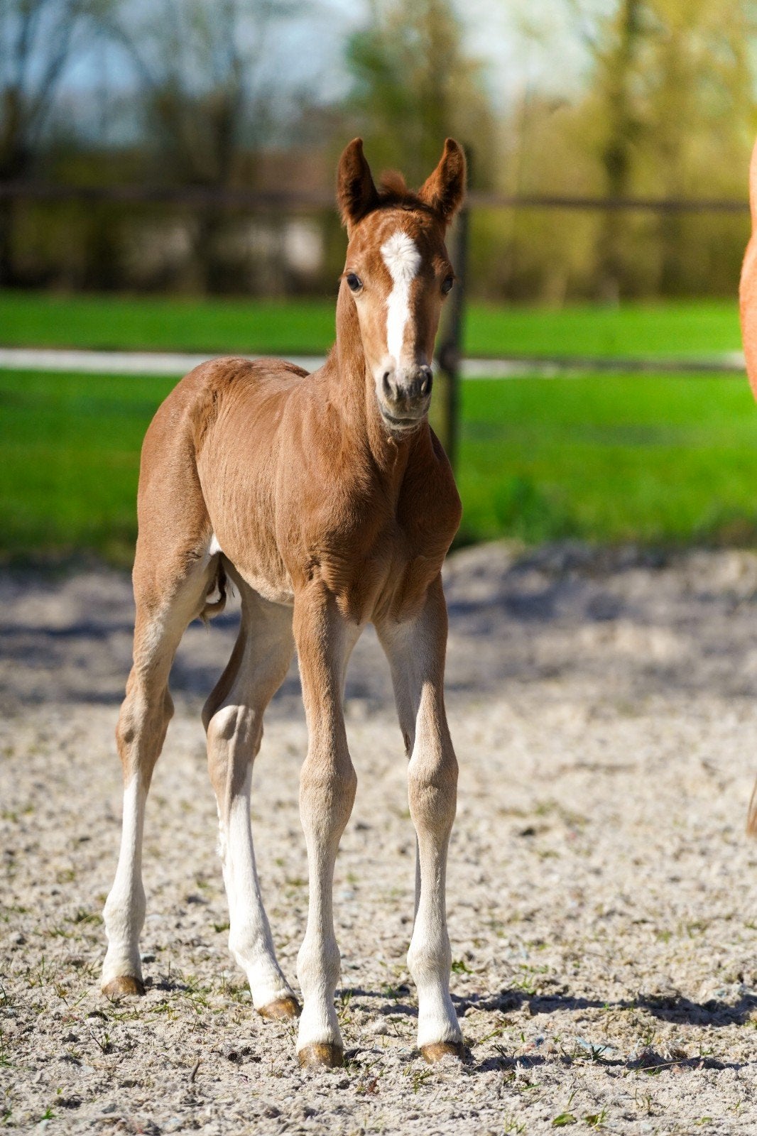 Zeer lux hengst veulen te koop, Dieren en Toebehoren, Pony's, Hengst, Niet van toepassing, D pony (1.37m tot 1.48m), 0 tot 2 jaar