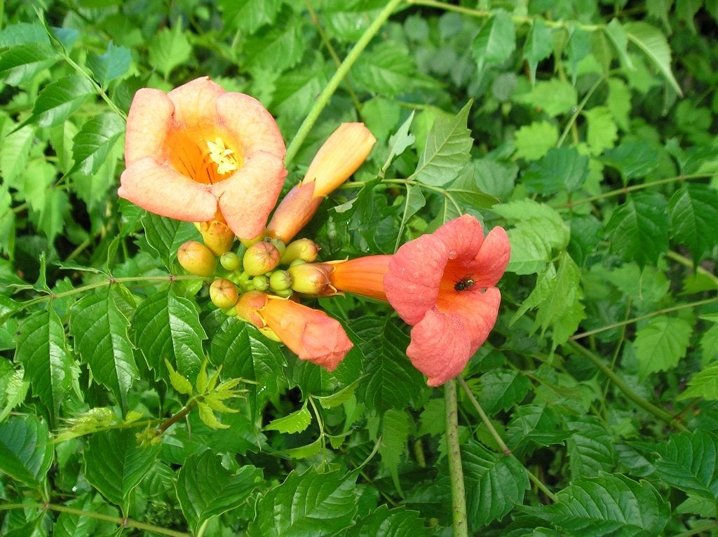 klimplant trompetbloem, Tuin en Terras, Volle zon, Vaste plant, Zomer, Ophalen