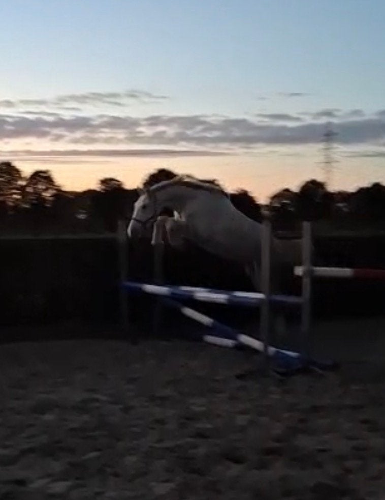 **talentvol 3.5j springpaard wegens tijdsgebrek **, Ruin, Dressuurpaard, 3 tot 6 jaar