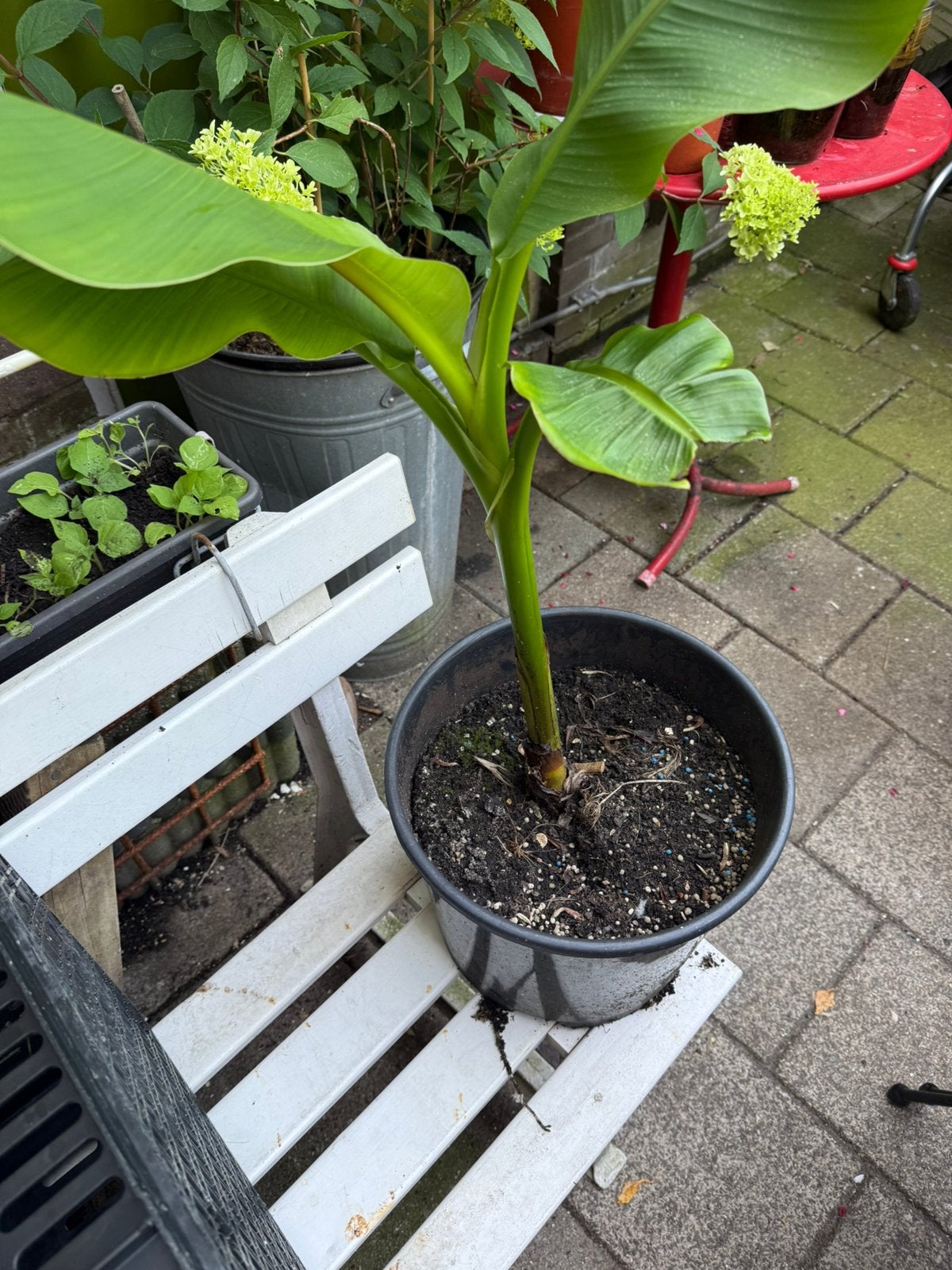 banaan plant winter hard, Tuin en Terras, Planten | Tuinplanten, Ophalen of Verzenden, Overige soorten, Halfschaduw