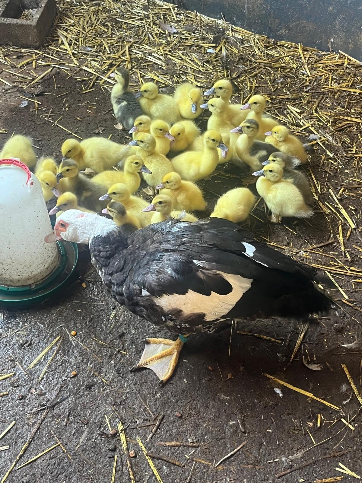 Muskuseenden kuikens, Dieren en Toebehoren, Pluimvee, Meerdere dieren, Eend