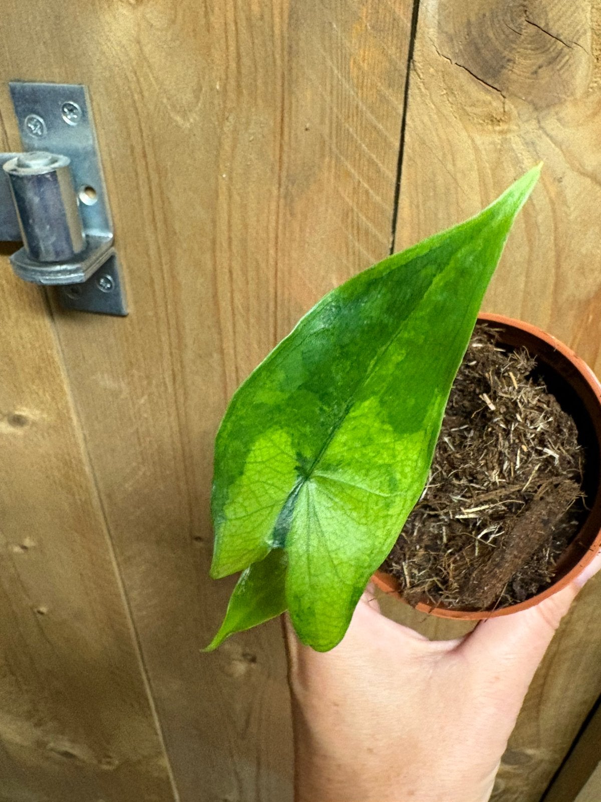 Alocasia tigrina superba variegata plant lemon lime mint, Ophalen of Verzenden, Halfschaduw, Minder dan 100 cm