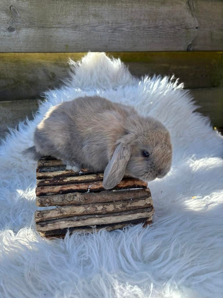 Minilops 8 weken verschillende kleuren, Dieren en Toebehoren, Konijnen, Meerdere dieren, Dwerg