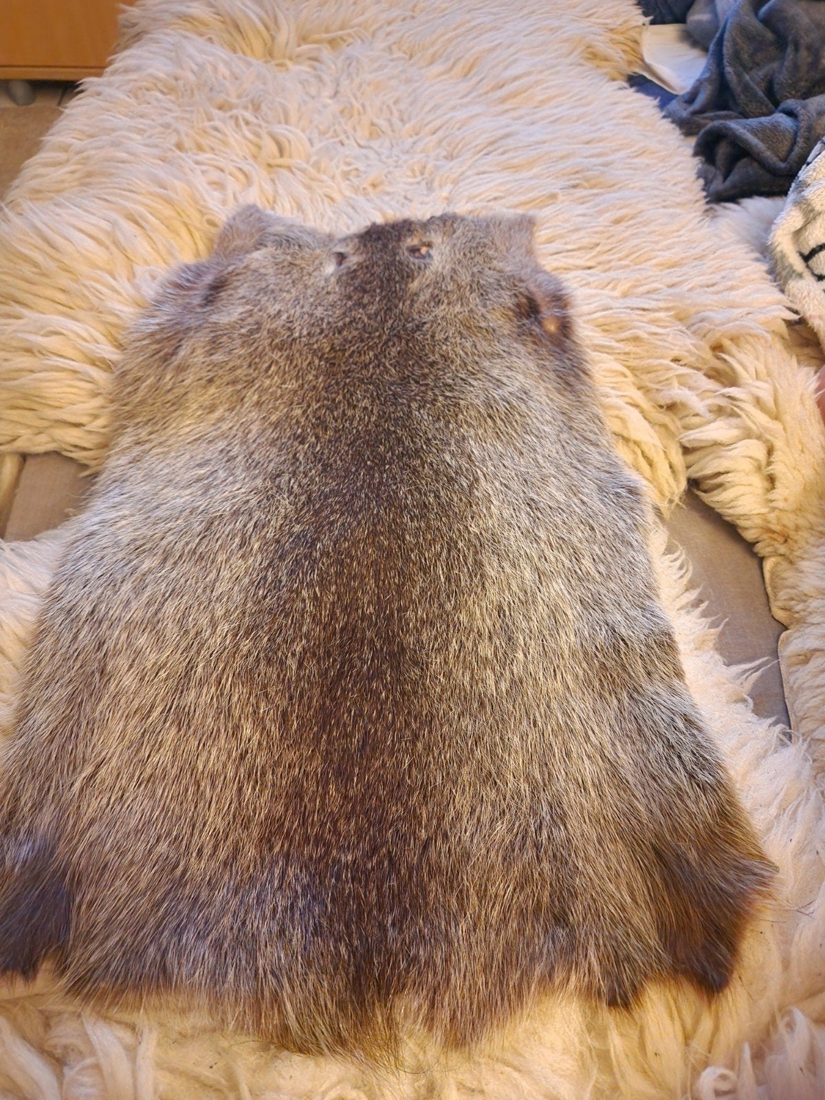 muskusrat vel, Ophalen of Verzenden