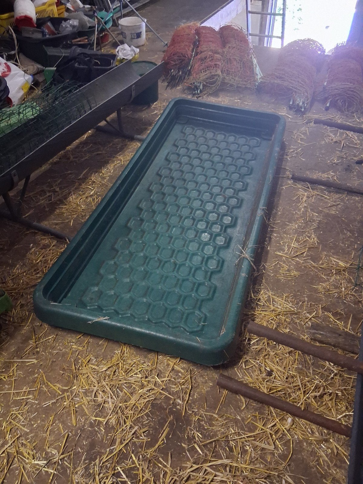 Ontsmettingsbad, Dieren en Toebehoren, Vrouwelijk, Schaap