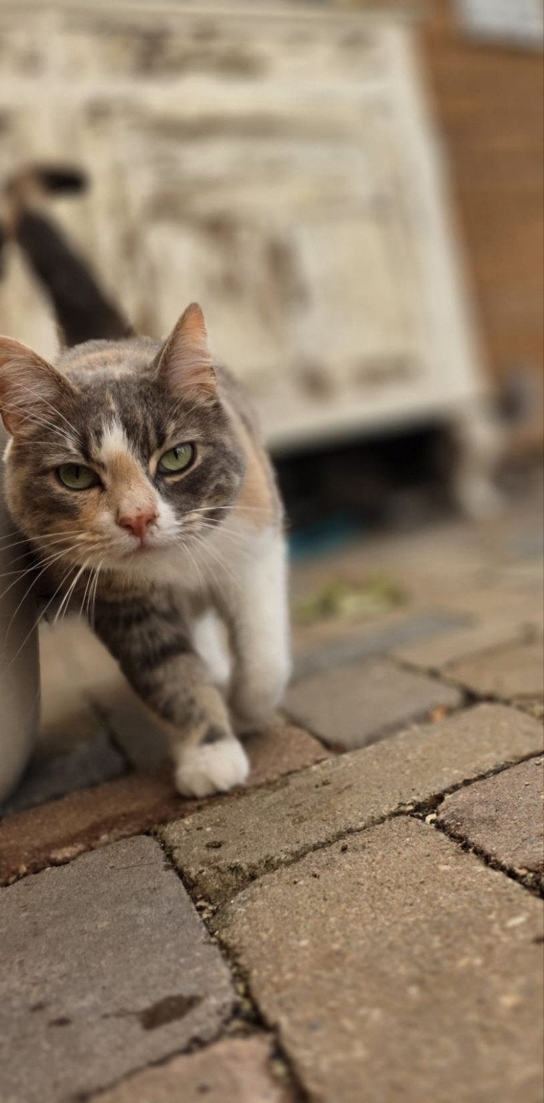 Lieve knuffelkat zoekt gouden mandje, Poes, Kortharig, 3 tot 5 jaar